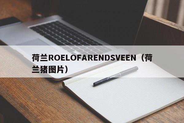 荷兰ROELOFARENDSVEEN（荷兰猪图片）